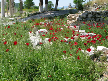 Poppies at Efes