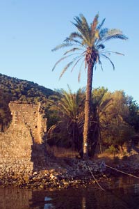 palm palm