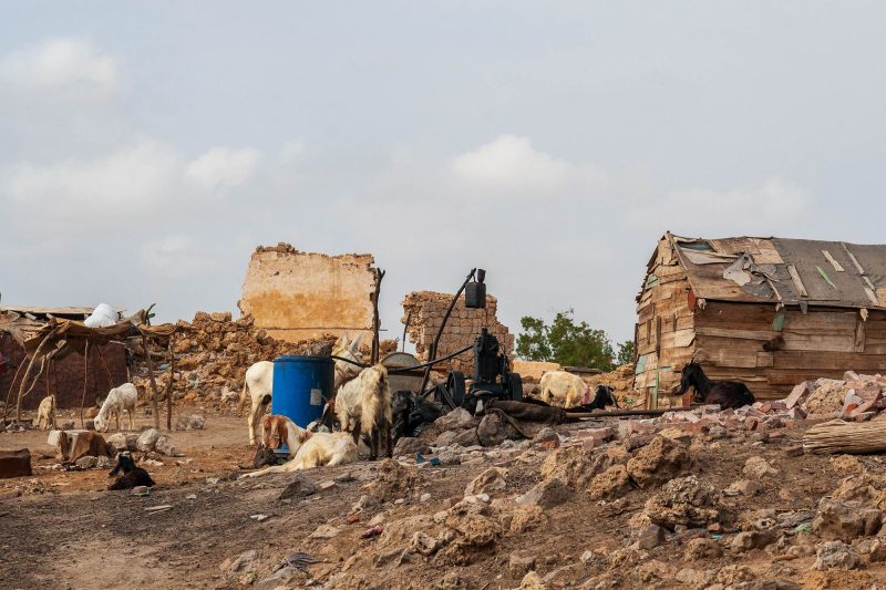 Suakin homess and goats