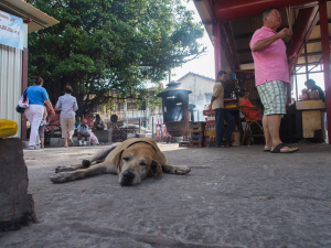 Near a temple in Little India, Georgetown, Penang