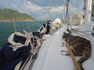 Millie reminds us to sort out that bloody headsail