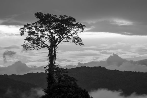 Hiking Borneo (With a Broken Foot)