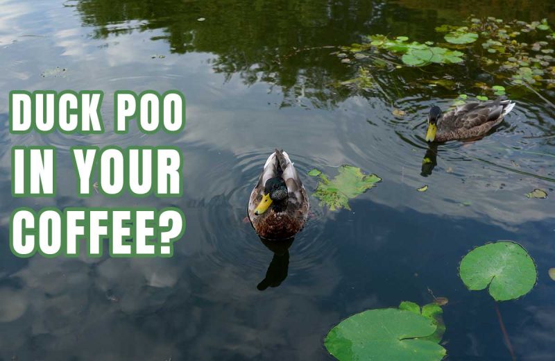 COFFEE FROM CANAL WATER