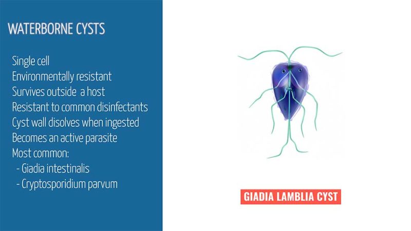 giadia cyst