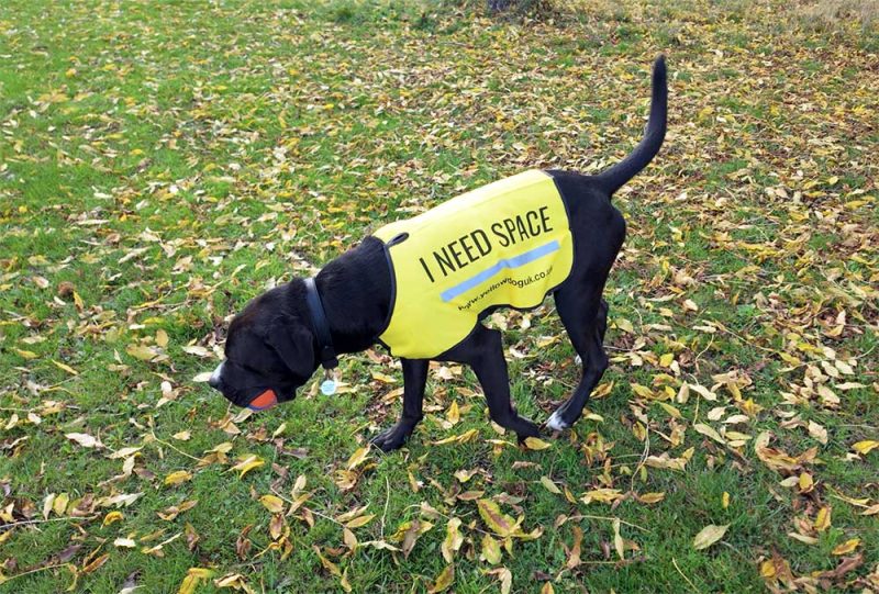 yellowdog project