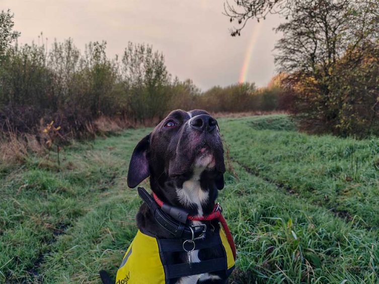 marley the dog by a rainbow