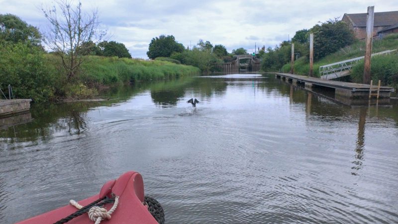 cormorant on the canal