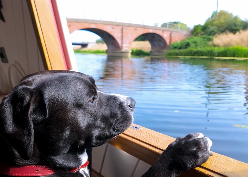 Marley studying the current...